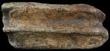 Pleistocene Aged Fossil Horse Tooth - South Carolina #45060-2